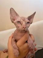 SPHYNX bez PP