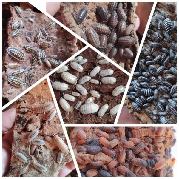 ISOPODY - akce 2+1 ZDARMA 🧨