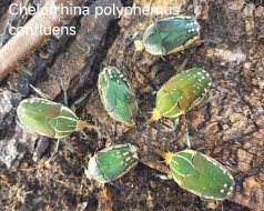 ZLATOHLÁVCI - larvy
