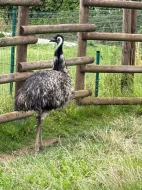 Emu hnědý – samice, 4 roky – nabídka deponace