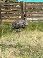 Emu hnědý – samice, 4 roky – nabídka deponace