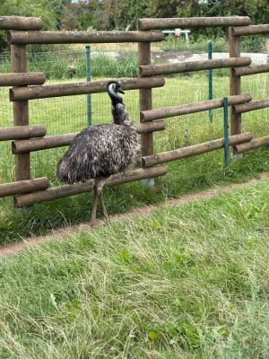 Emu hnědý – samice, 4 roky – nabídka deponace