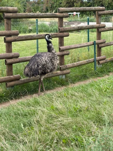 Emu hnědý – samice, 4 roky – nabídka deponace