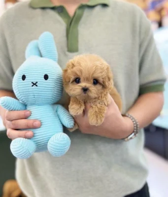 Dárek zdarma krásná štěňátka pudl k adopci zdarma