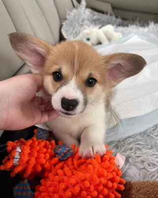  Dárek štěně welsh corgi k adopci zdarma