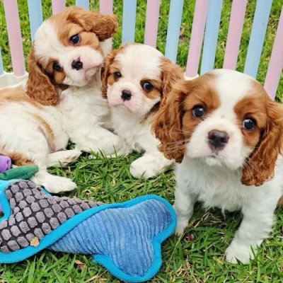 Volná štěňata kavalír King Charles španěl k adopci