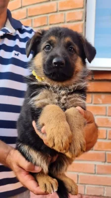 Roztomilá štěňata německých ovčáků zdarma k adopci