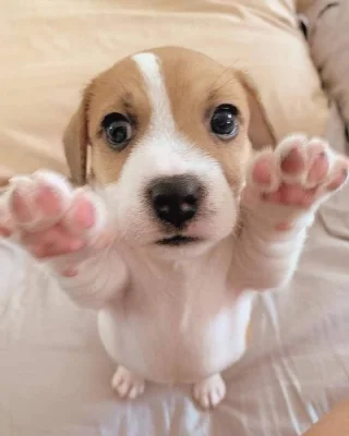 12 týdenní štěně jack russella k adopci zdarma