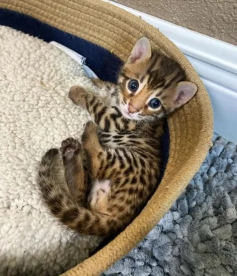 Zdarma Bengálsko a krásná koťata k adopci zdarma