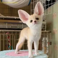Špičková fennec liška zdarma k adopci zdarma