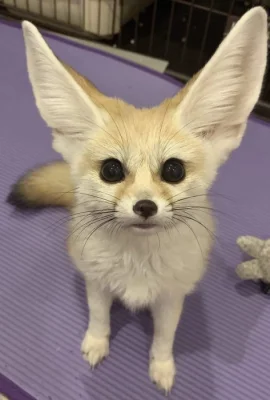 Špičková fennec liška zdarma k adopci zdarma