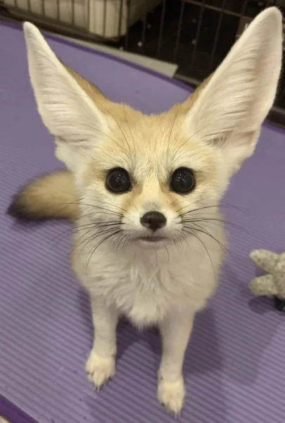 Špičková fennec liška zdarma k adopci zdarma