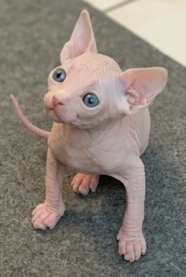 Munchkin sphynx koťata k bezplatné adopci