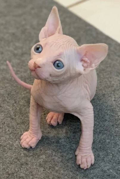 Munchkin sphynx koťata k bezplatné adopci