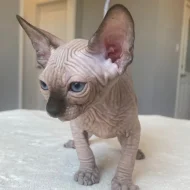 Munchkin sphynx koťata k bezplatné adopci