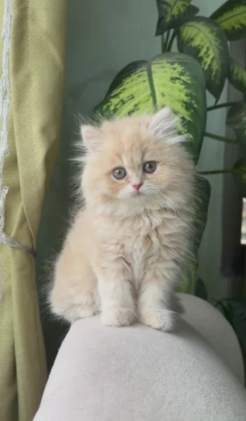 Zdarma perská koťátka k adopci