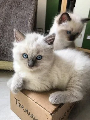 Zdarma ragdoll kotě k adopci hned teď