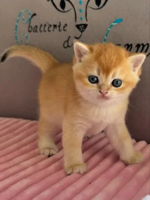 Děsivý Koťátka a samice skotského foldu k adopci zdarma