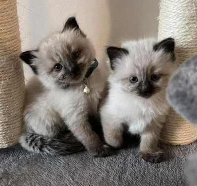Siamská koťátka k volné adopci