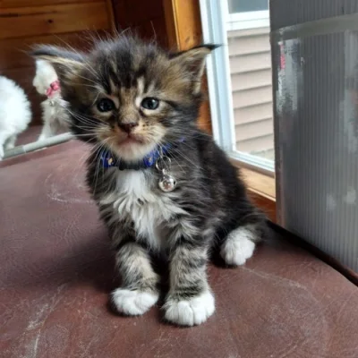 Rozkošná mainská mývalí koťátka nyní k bezplatné adopci