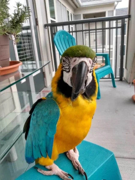 Zcela zdarma papoušci ara pro adopci zdarma