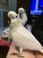 2 papoušci kakadu Deštník nyní k bezplatné adopci
