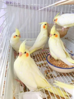 Překrásní papoušci korely ihned k adopci zdarma.