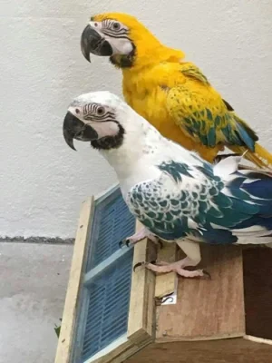 Zdarma opálové papoušky arové k adopci