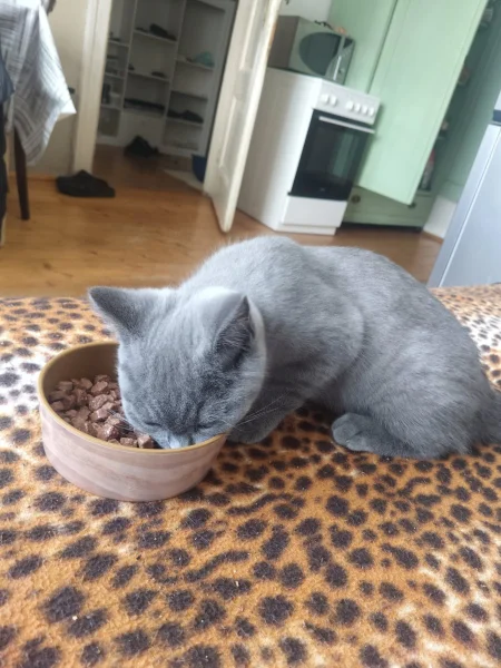 💙 NÁŠ POSLEDNÍ CHLAPEČEK HLEDÁ SVOU MILUJÍCÍ RODINU 🏡🐾
