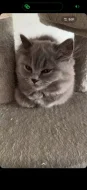 🐱❤️ NÁDHERNÝ BRITSKÝ KOCOUREK ČEKÁ NA SVOU RODINU🐾♥️