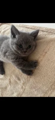 🐱❤️ NÁDHERNÝ BRITSKÝ KOCOUREK ČEKÁ NA SVOU RODINU🐾♥️