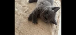 💙 NÁŠ POSLEDNÍ CHLAPEČEK HLEDÁ SVOU MILUJÍCÍ RODINU 🏡🐾