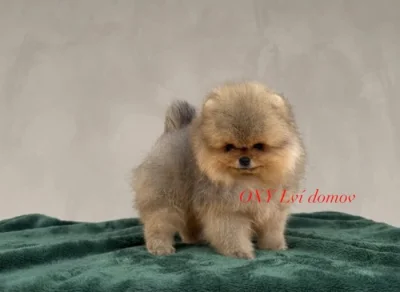 Pomeranian