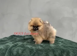 Pomeranian