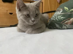 🐾 Britští kocourci hledají milující domov 🐾
