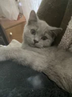 🐾 Britští kocourci hledají milující domov 🐾