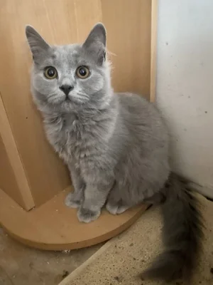 🐾 Britští kocourci hledají milující domov 🐾