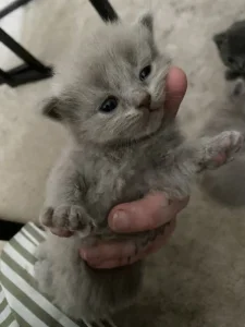 🐾 Britská koťátka hledají milující domovy🐾