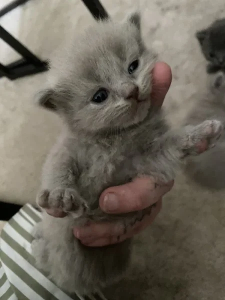 🐾 Britská koťátka hledají milující domovy🐾