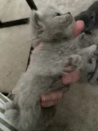 🐾 Britská koťátka hledají milující domovy🐾