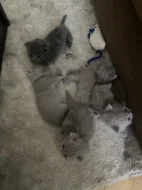 🐾 Britská koťátka hledají milující domovy🐾