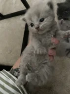 🐾 Britská koťátka hledají milující domovy🐾