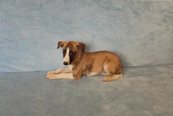 Whippet /Vipet/ - štěňátka bez pp