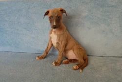 Whippet /Vipet/ - štěňátka bez pp