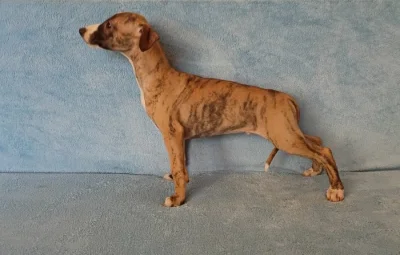 Whippet /Vipet/ - štěňátka bez pp