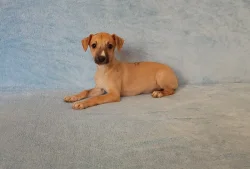 Whippet /Vipet/ - štěňátka bez pp