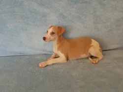 Whippet /Vipet/ - štěňátka bez pp