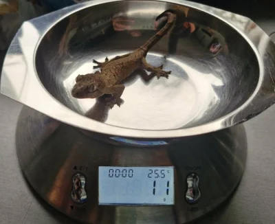 Prodám mniarogekko chahoua