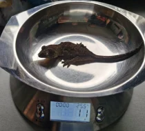 Prodám mniarogekko chahoua