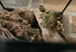 Prodám mniarogekko chahoua